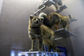 野猫标本 
