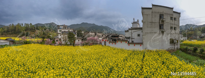 宽幅油菜花海中的徽派古村落全景图片