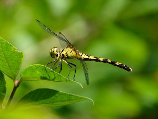 �����е�һֻ��ü����