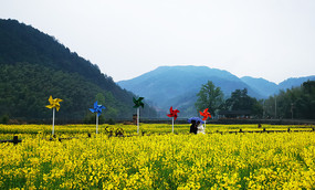 油菜风车