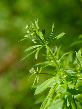 茜草科植物拉拉藤