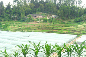 川南乡村农家及庄稼地地膜 