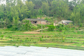 川南乡村农家篱笆墙庭院 庄稼地