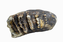 ʷǰ ʳݻʯ