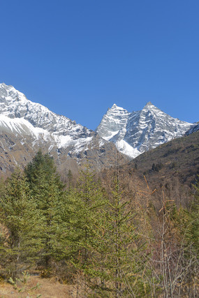 四姑娘山景区红衫林冰川风光