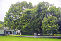 ��԰�������