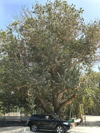 ޹