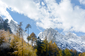 阿坝理县毕棚沟彩色森林雪景