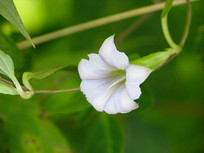 ���Ʋݱ�ֲ���ü˫����