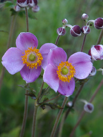 �����뻨�����ŵĻ���