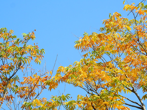 �����Ҷ��Ӱ