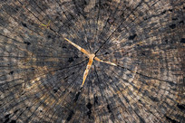 ��ɣ��׮������������д