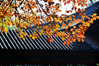  ‌�ú�԰������ɫ