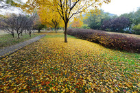 F������Ҷ��Ҷ�ﾰ