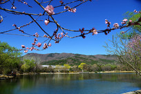 ����ֲ��԰��ɫ