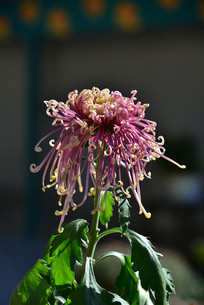 �ջ�����