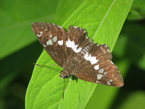 ��Ҷ�ϵ�һֻ��Ū��