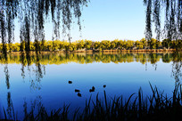 ���˵��ú�԰��ɫ