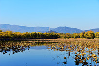 ���˵��ú�԰��ɫ