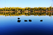 ���˵��ú�԰��ɫ