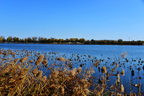 ������ú�԰