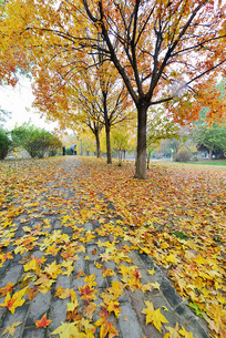 ������Ҷ��Ҷ�ﾰ