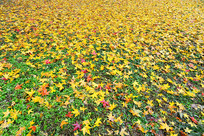 ������Ҷ��Ҷ�ﾰ