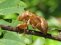 ��֦�ϵĵĲ���