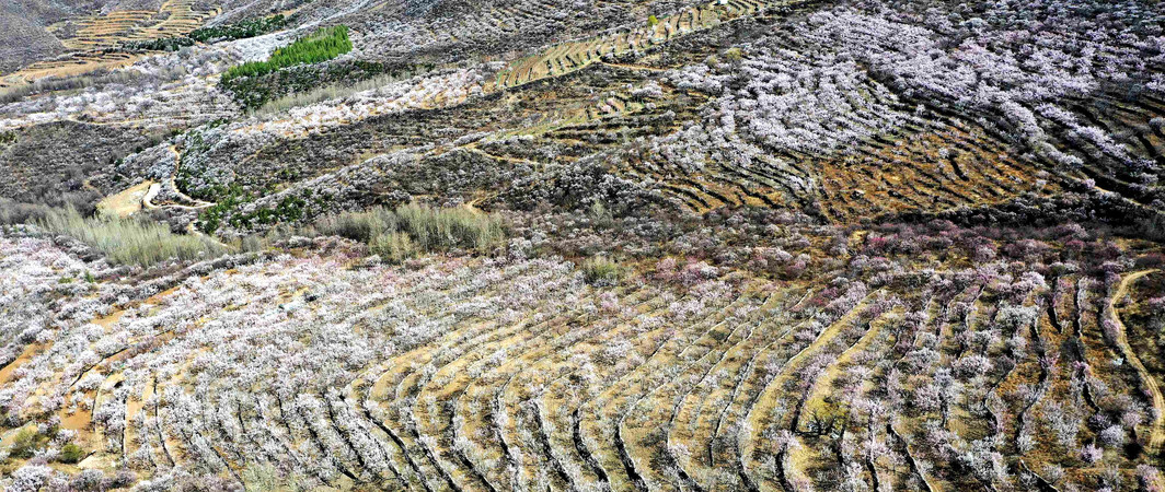 ���ﻨ����ɫ��