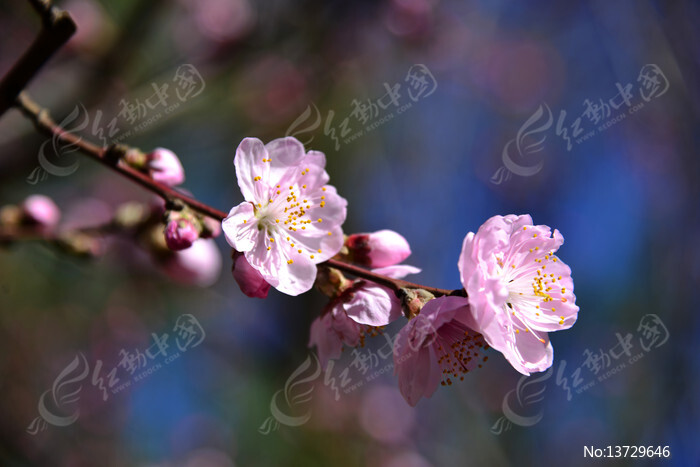  �ú�԰���̴��촺��ͼƬ