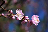  �ú�԰���̴��촺��