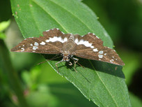 �Ӳ��ϵ�һֻ��Ū��