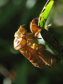 ֪���𻯺�Ŀ�