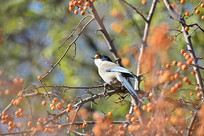 ֦ͷ��ϲȵʳ���