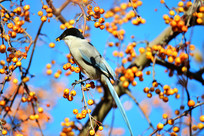 ֦ͷ��ϲȵʳ���