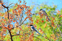 ֦ͷ��ϲȵʳ���