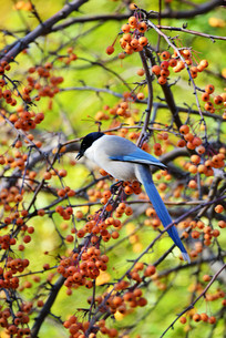 ֦ͷ��ϲȵʳ���