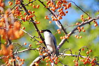 ֦ͷ��ϲȵʳ���