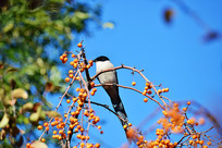 ֦ͷ��ϲȵʳ���