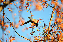 ֦ͷ��ϲȵʳ���