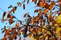 ֦ͷ��ϲȵʳ���