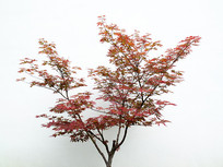 �ױ���ǰ�ĺ����