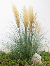 ��ǽǰ�����έ