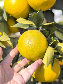 ��ժ�ĵ���