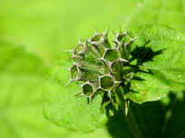 ���ջ���