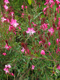 ��԰�����Ҷɽ�Ҳ�