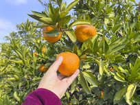 ����԰��ժ