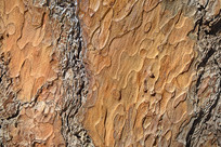 ����Ƥ����