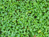 ��ɫ����ͭǮ��