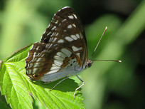 ��Ҷ�ϵ�һֻ��ü���̵�